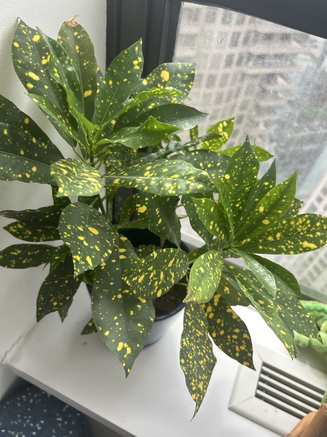 Croton Plant in Dark Blue Pot - photo 2