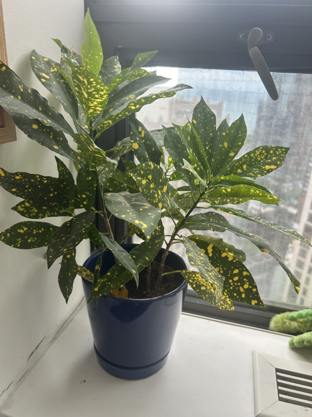 Croton Plant in Dark Blue Pot