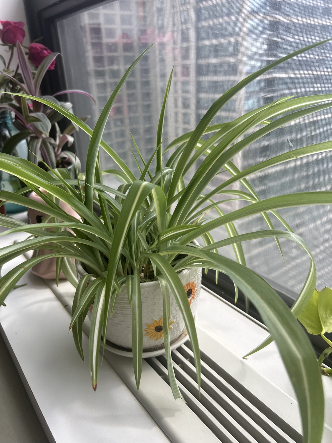 Spider Plant in Decorative Pot - photo 3