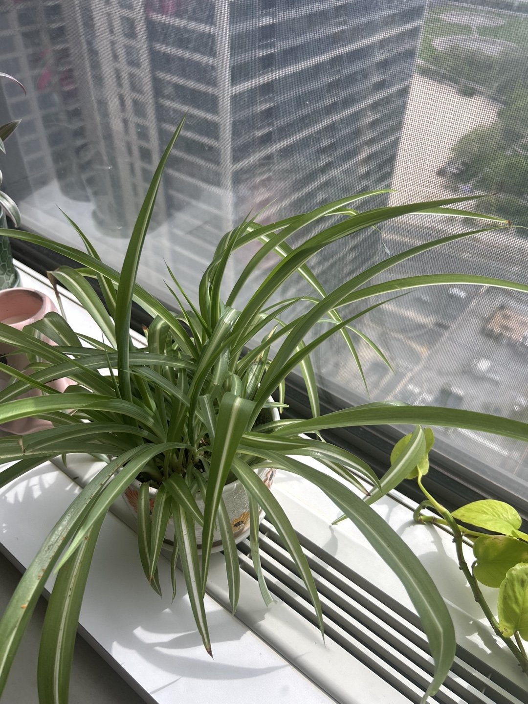 Spider Plant in Decorative Pot - photo 4