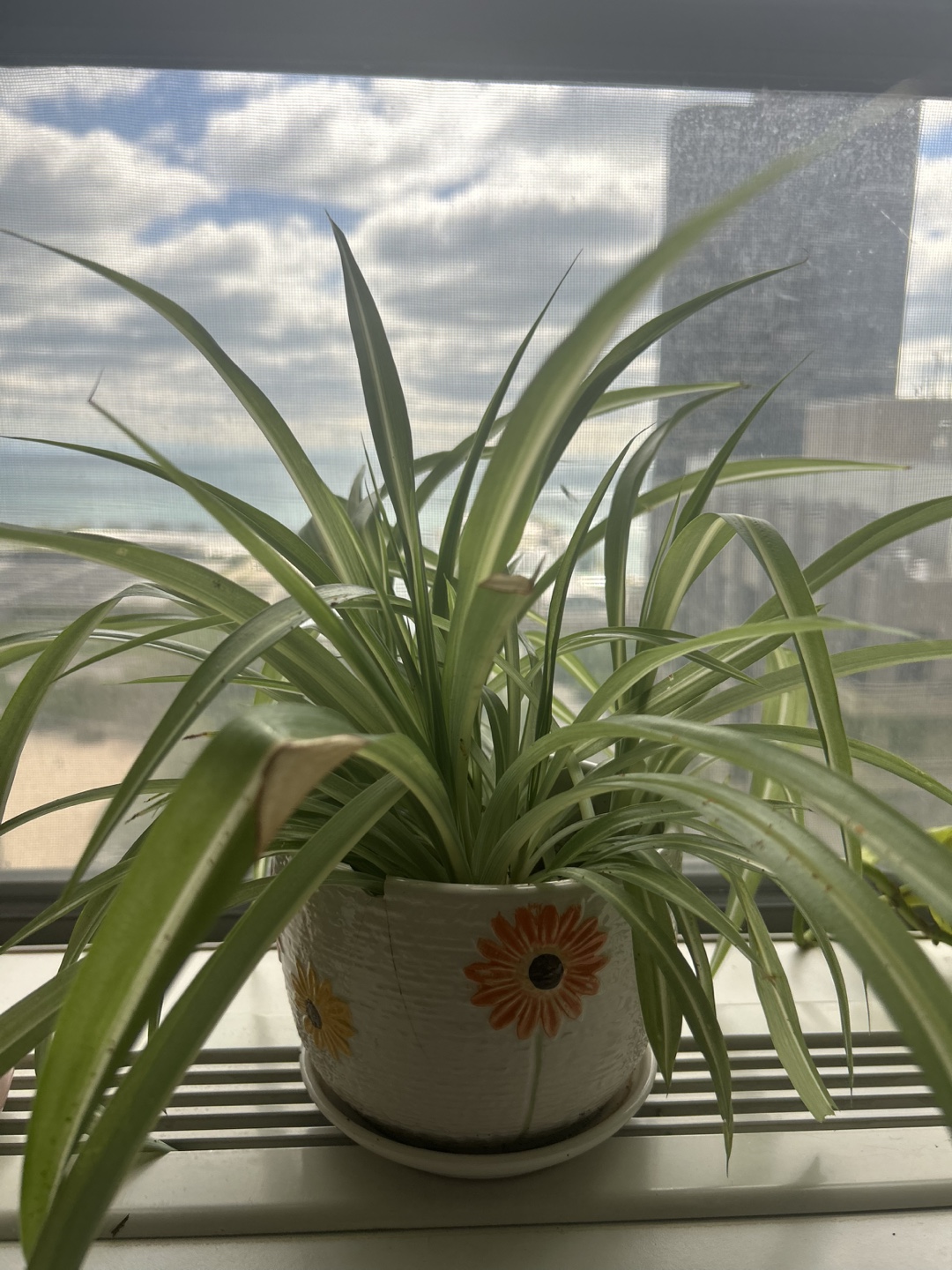 Spider Plant in Decorative Pot - photo 2