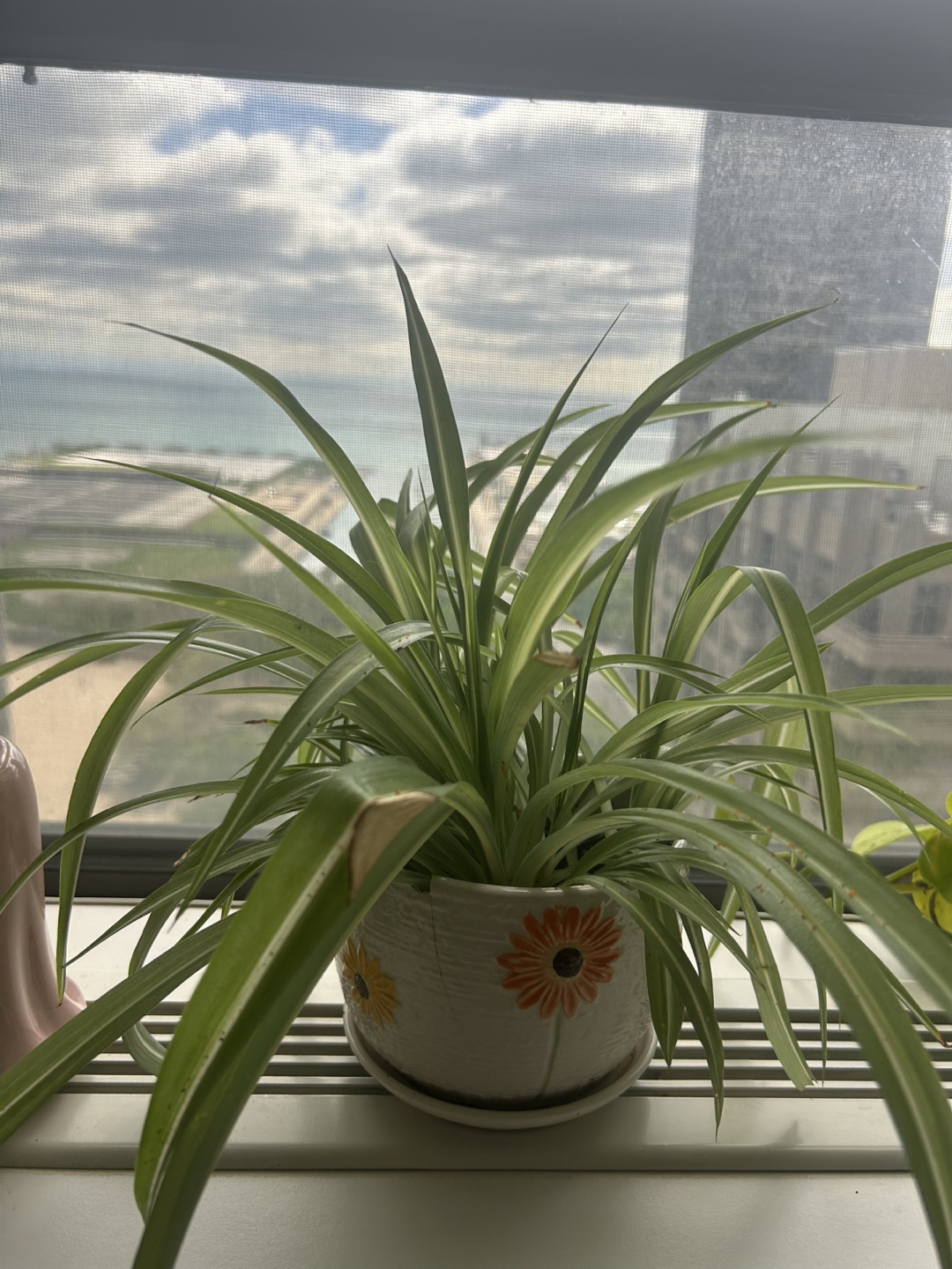 Spider Plant in Decorative Pot
