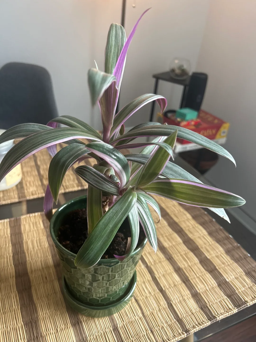 Tradescantia Nanouk Houseplant thumbnail