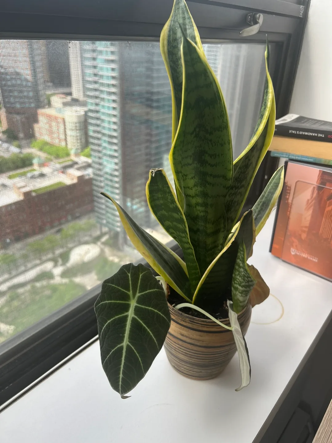 Snake Plant with Alocasia and Philo thumbnail