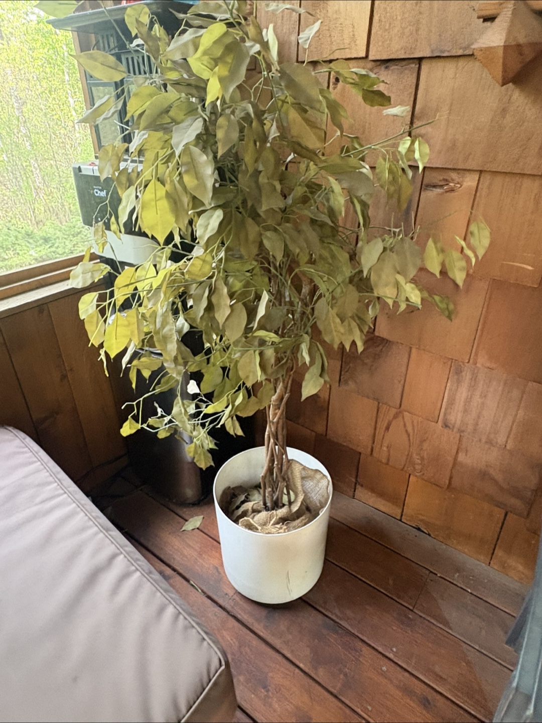 Artificial Ficus Tree in White Pot