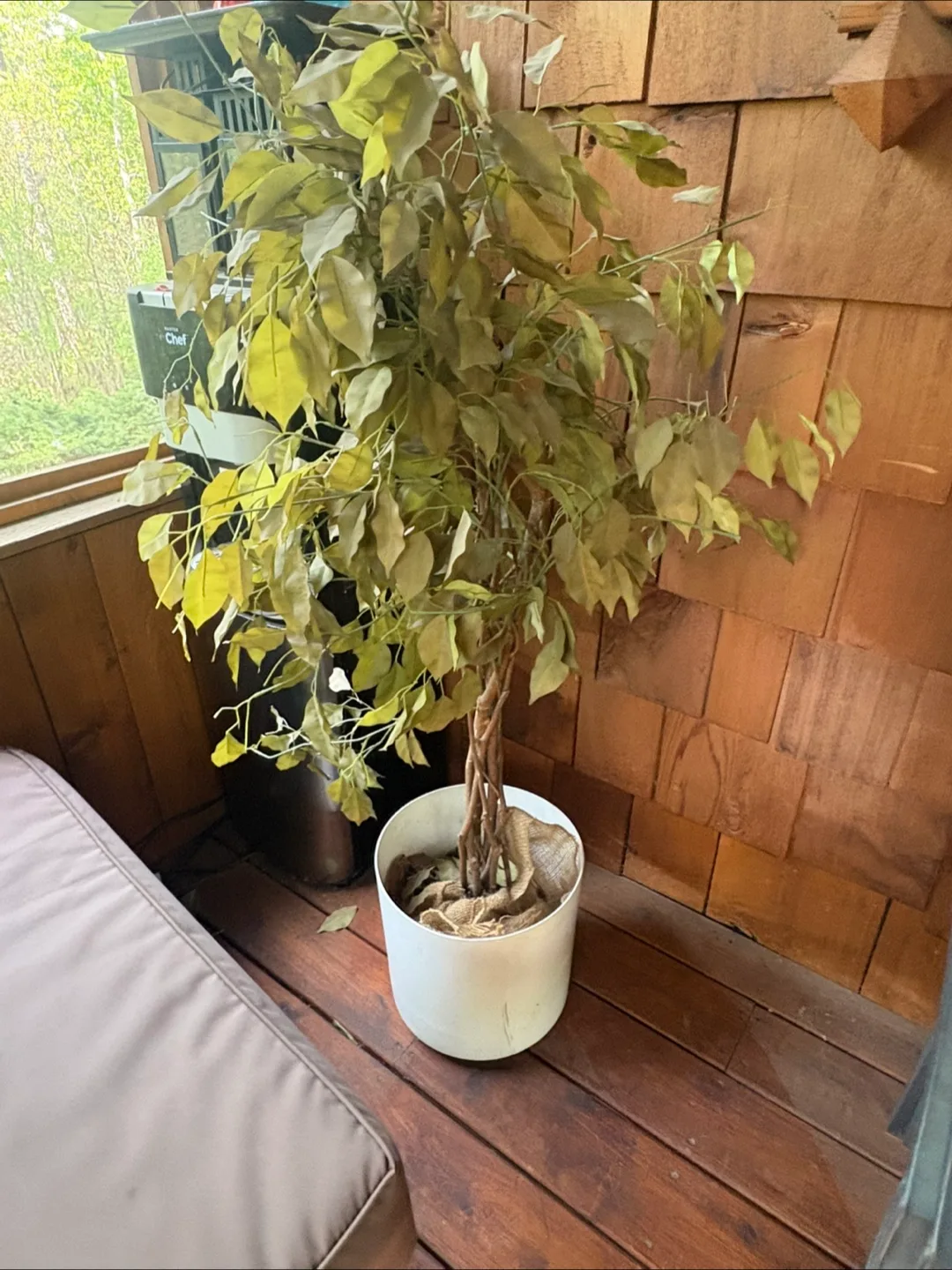 Artificial Ficus Tree in White Pot thumbnail