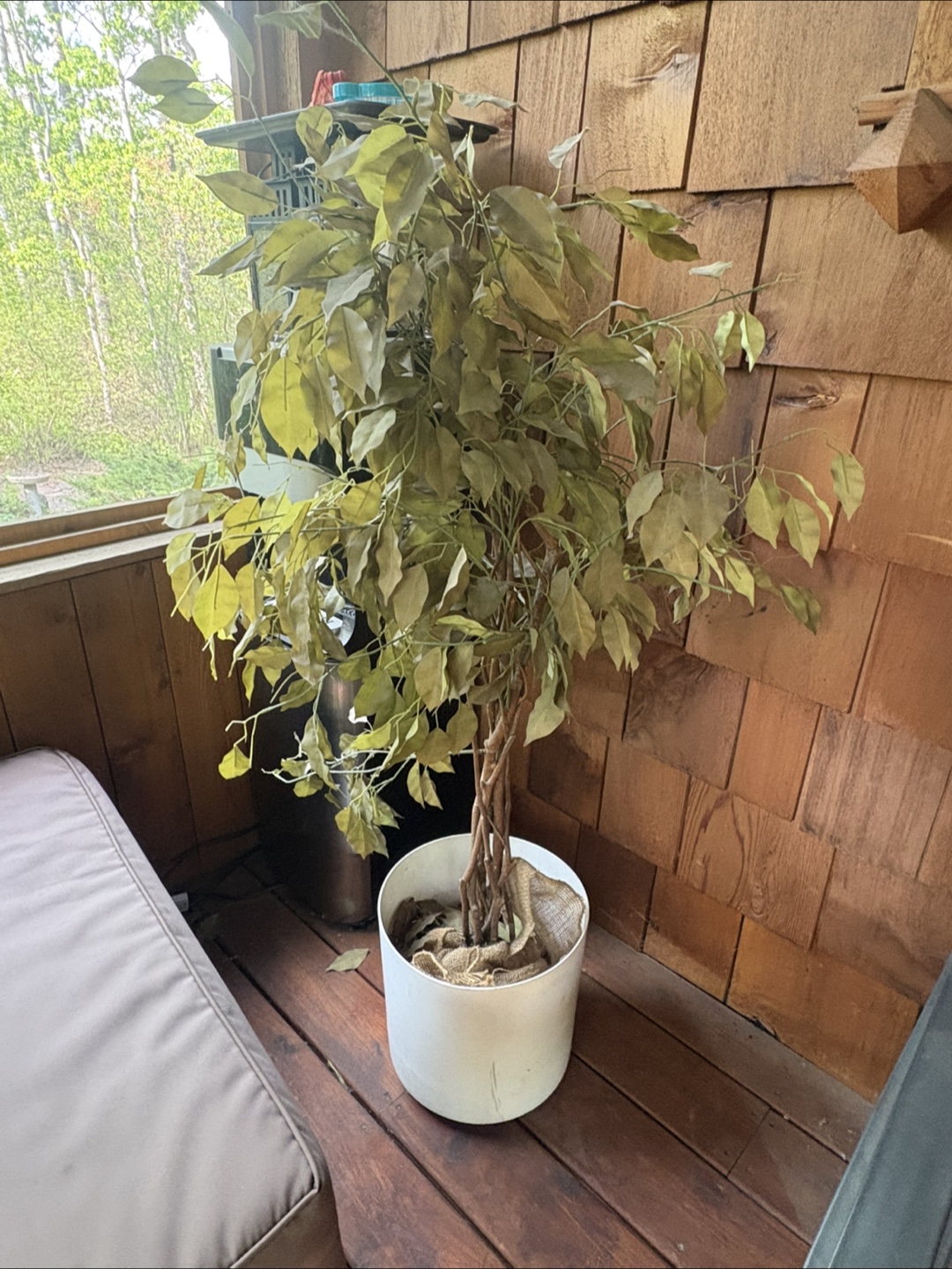 Artificial Ficus Tree in White Pot - photo 2