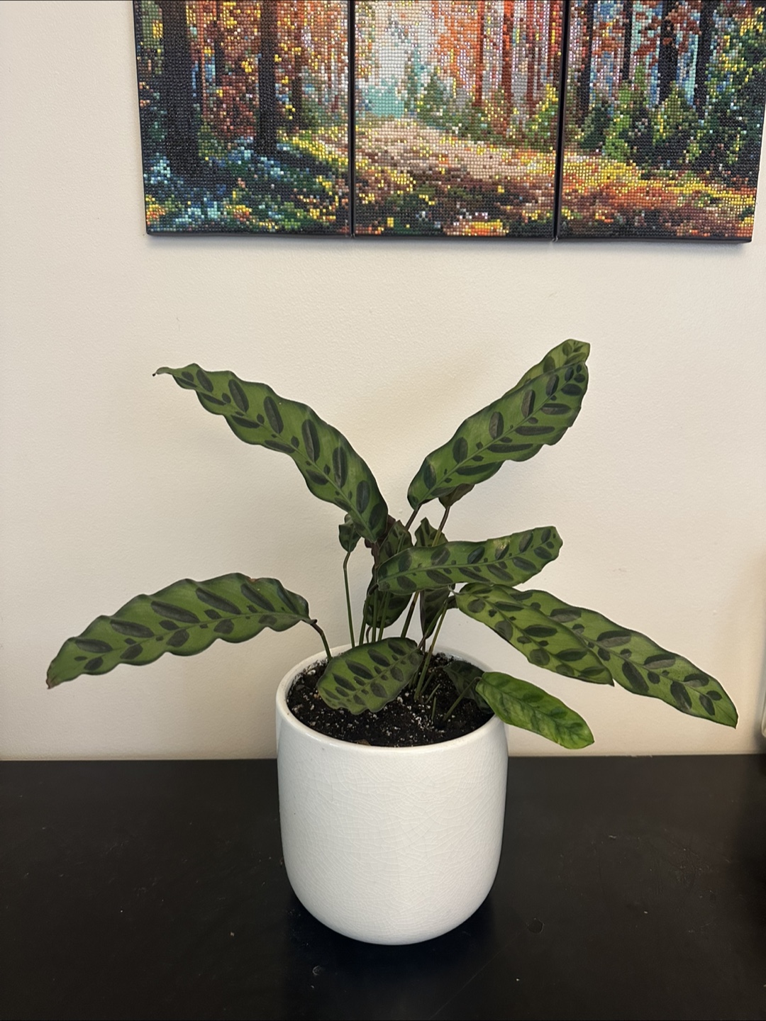Calathea Lancifolia Rattlesnake plant - photo 2