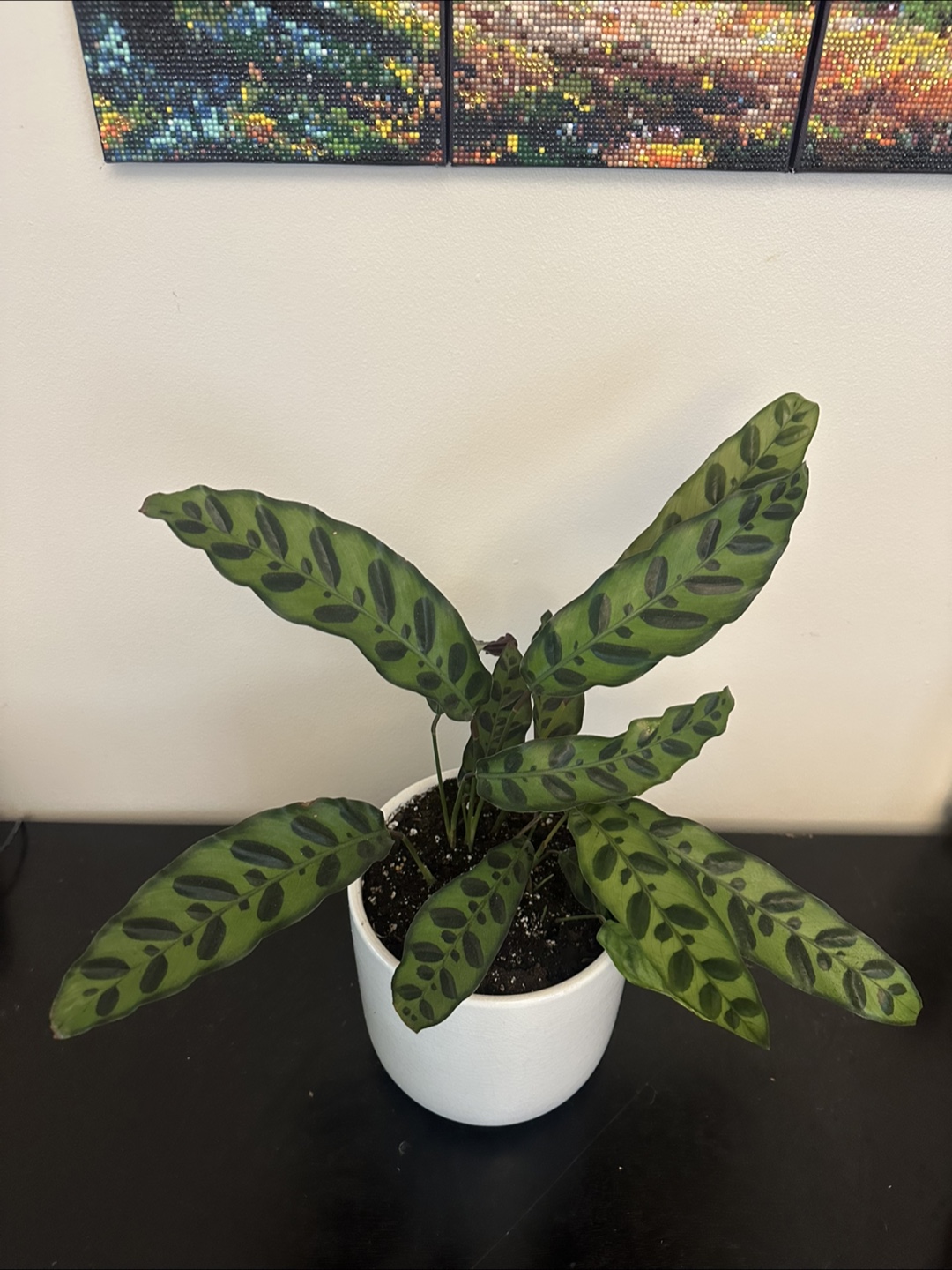 Calathea Lancifolia Rattlesnake plant