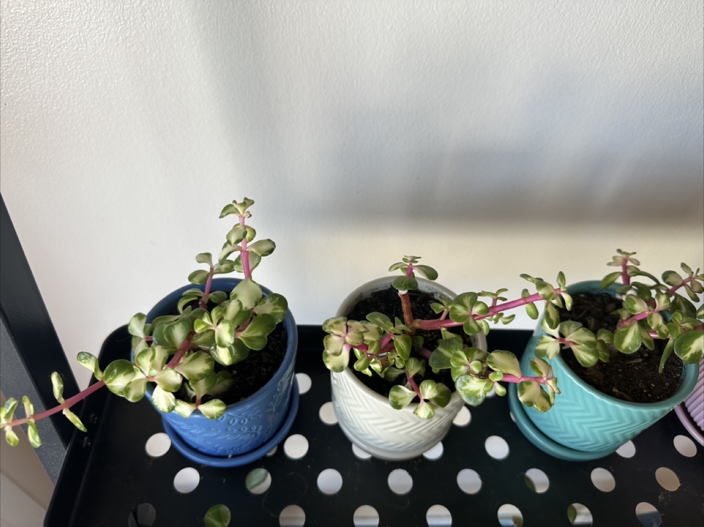 Elephant Bush Variegated plant (portulicaria afra)