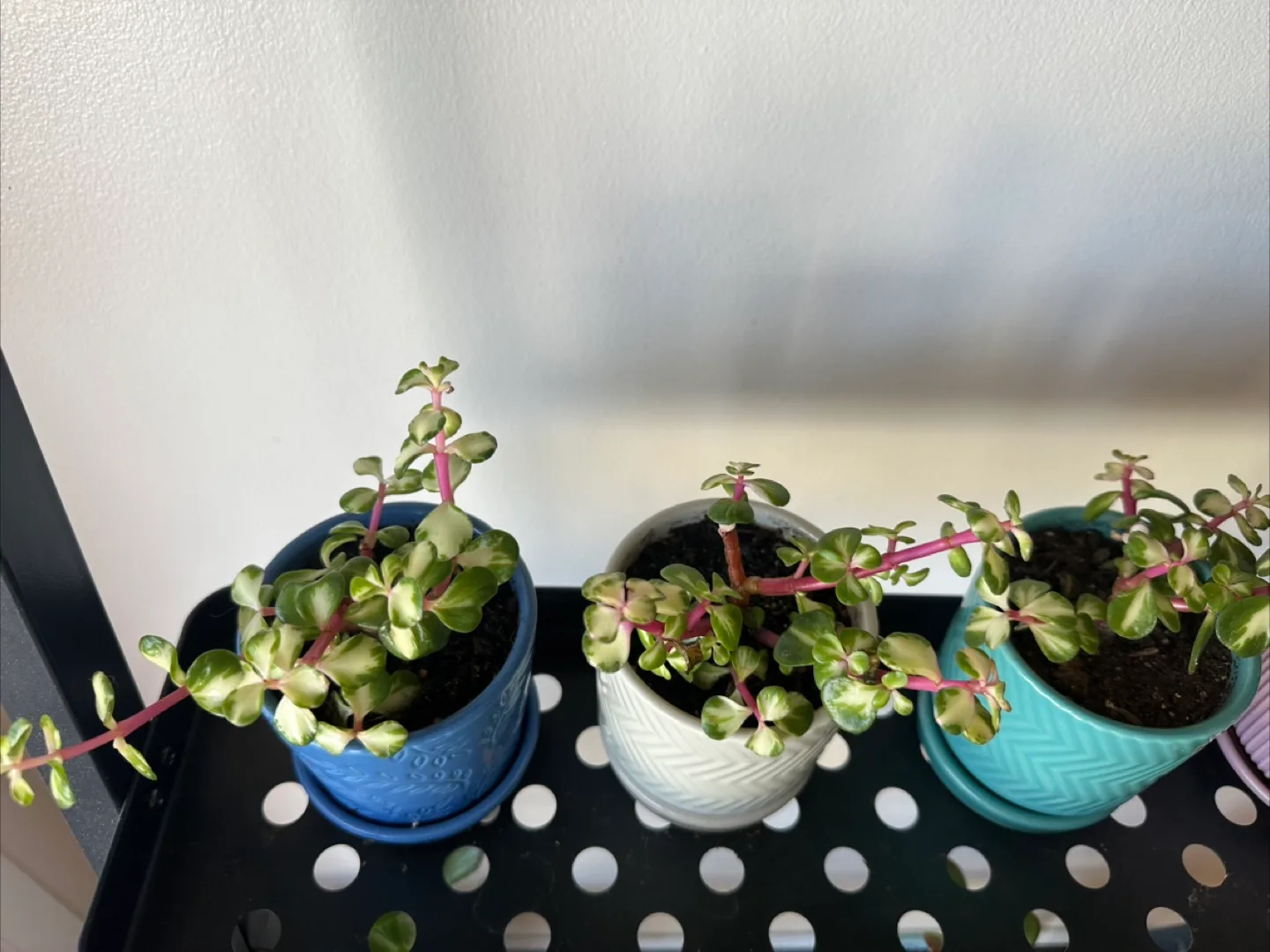 Elephant Bush Variegated plant (portulicaria afra)