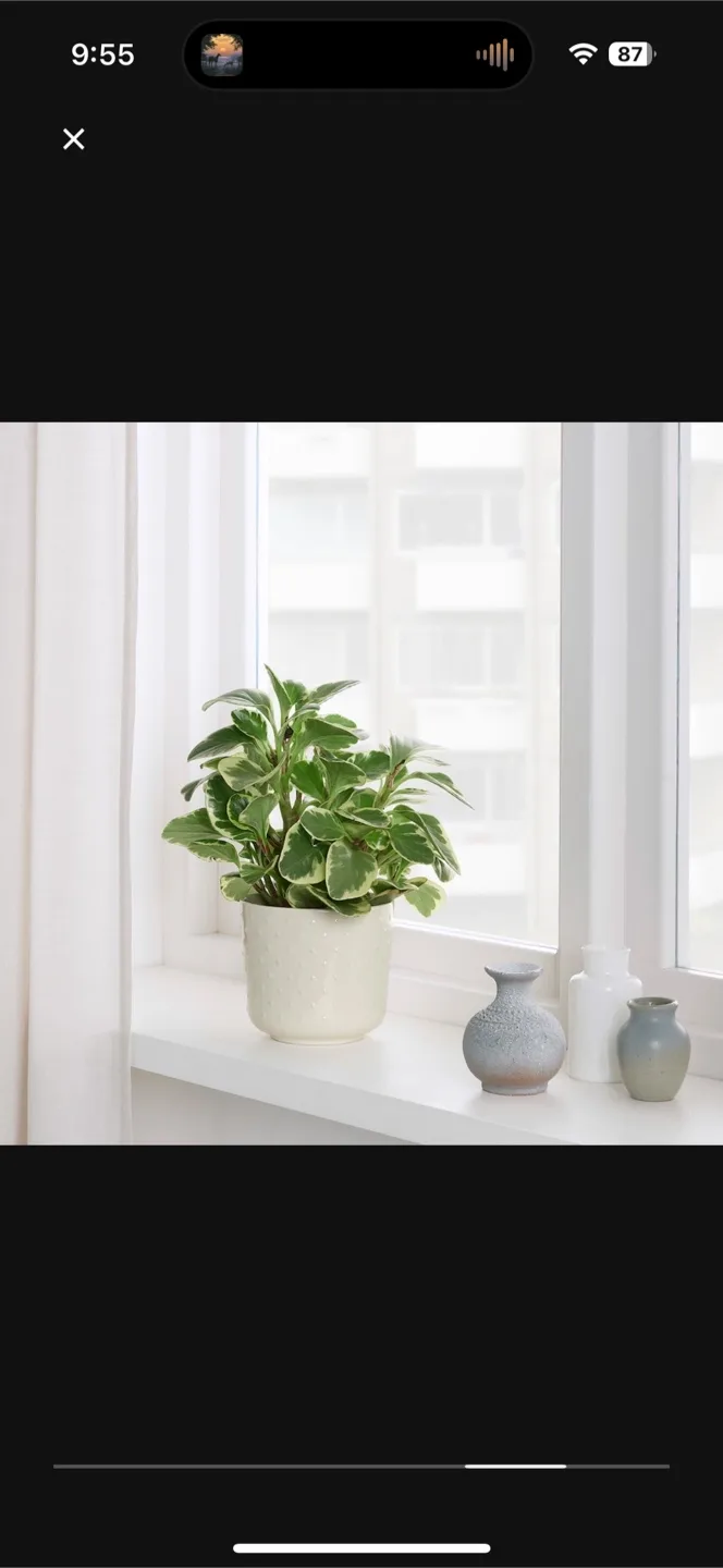 Sesamfron White Ceramic Planter Pot from Ikea image indicator(2)