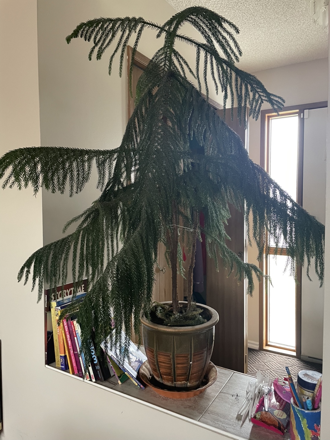 Large Pine in Pot - photo 3