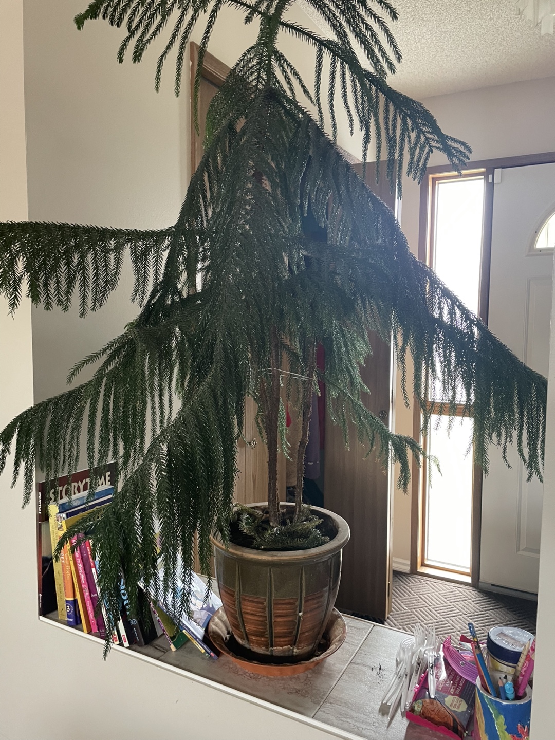 Large Pine in Pot - photo 2