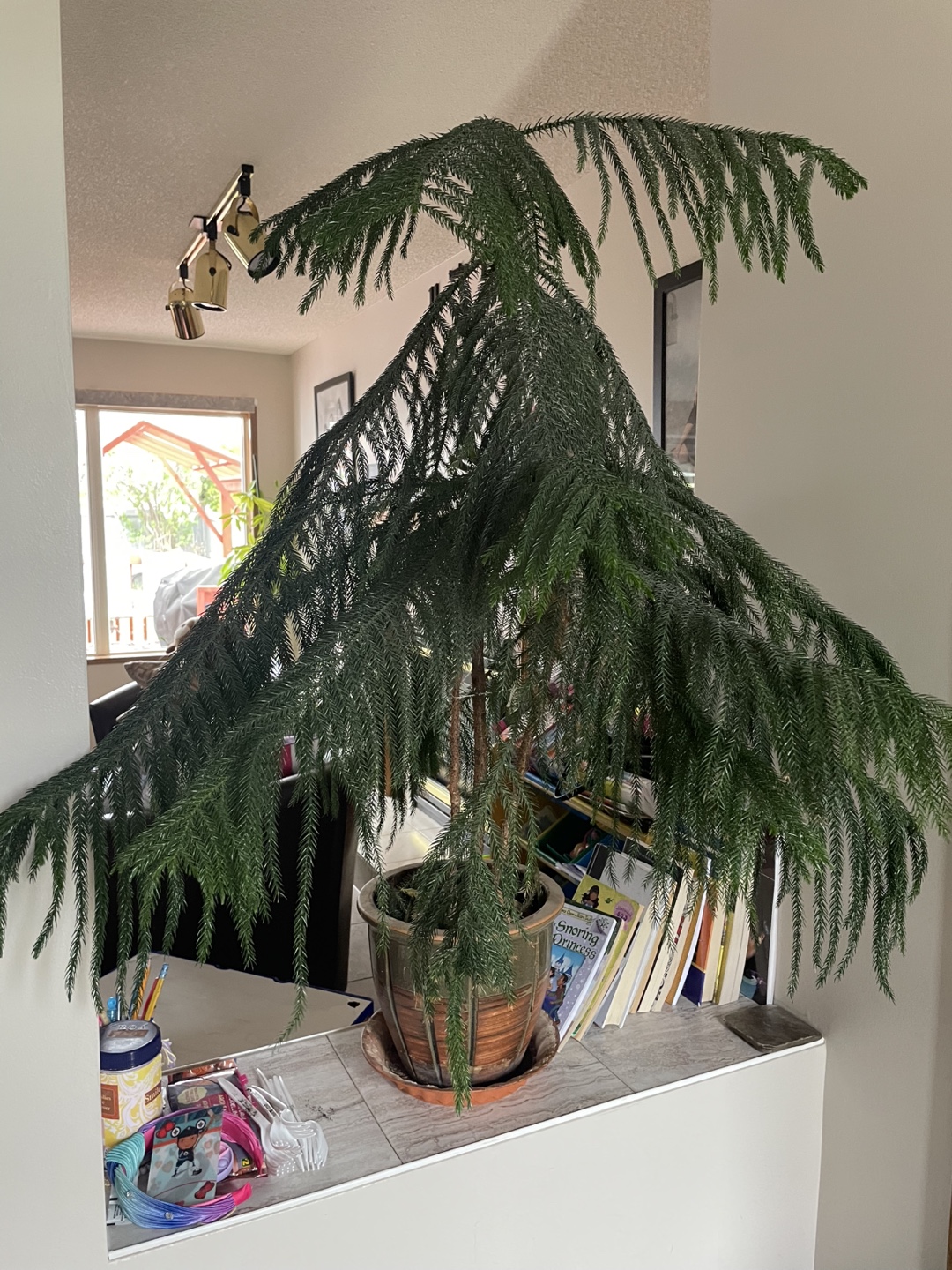 Large Pine in Pot
