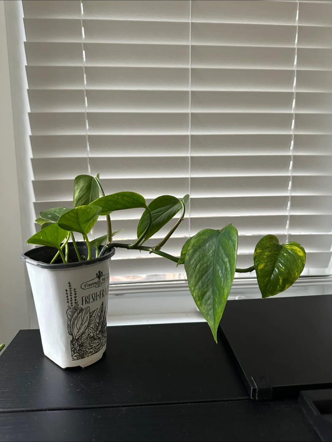 Pothos in Pot thumbnail