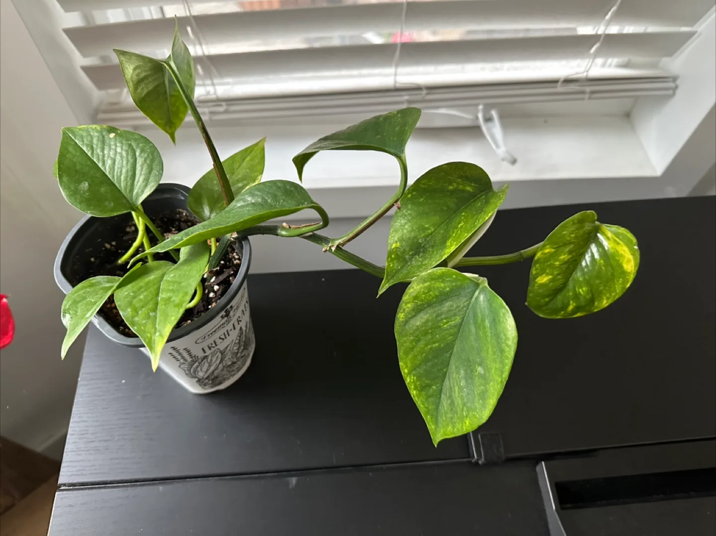 Pothos in Pot image indicator(2)