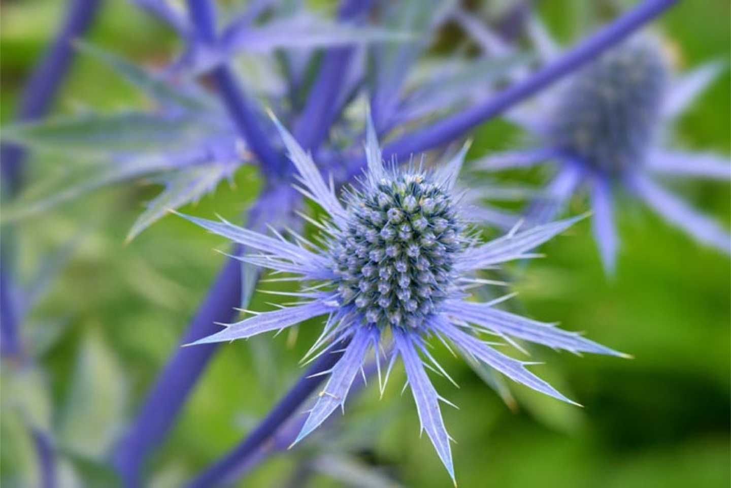 Sea Holly Plant - Eryngium -  Beautiful light purple  Flowers - photo 4