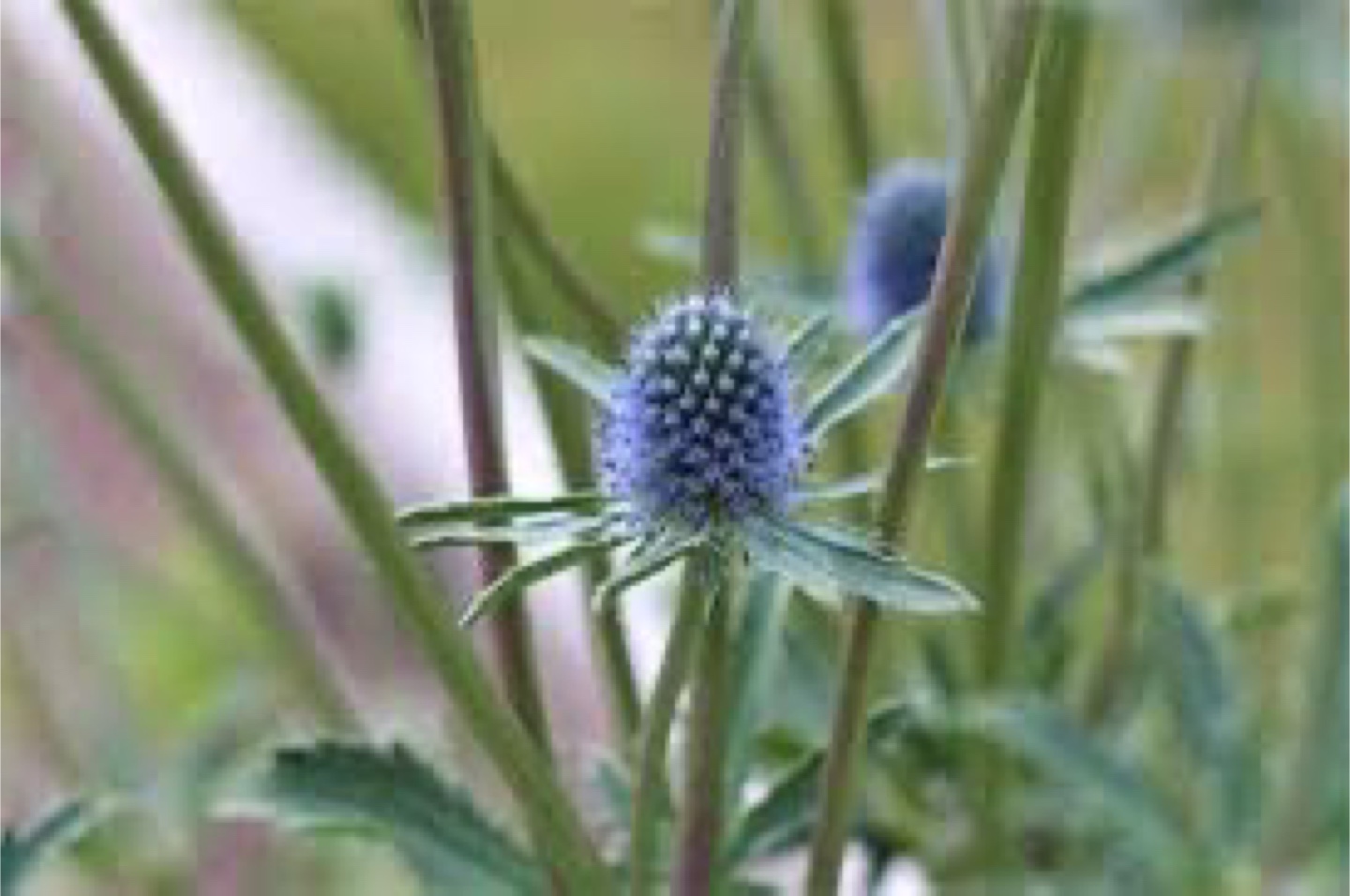 Sea Holly Plant - Eryngium -  Beautiful light purple  Flowers