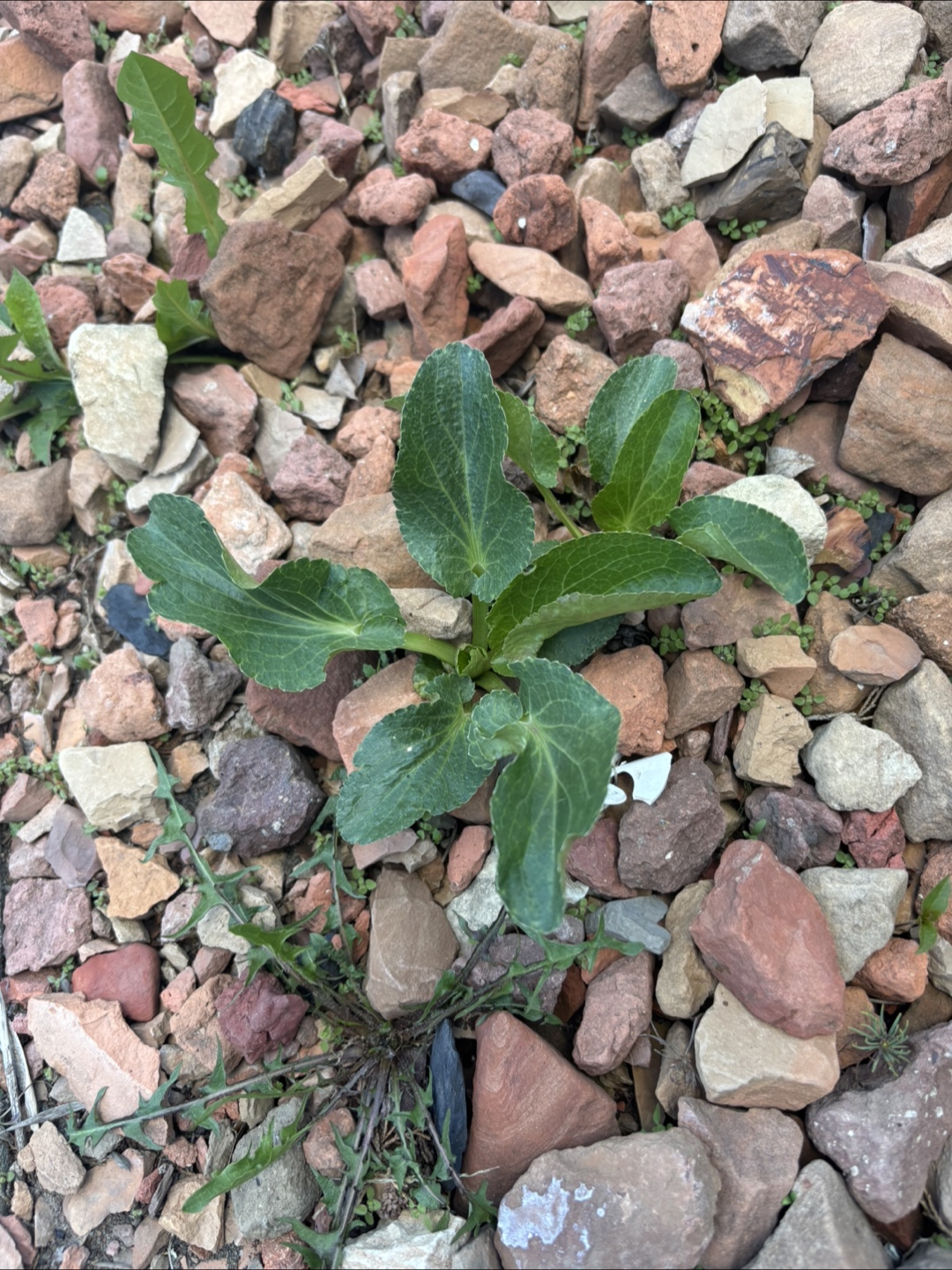 Sea Holly Plant - Eryngium -  Beautiful light purple  Flowers - photo 2