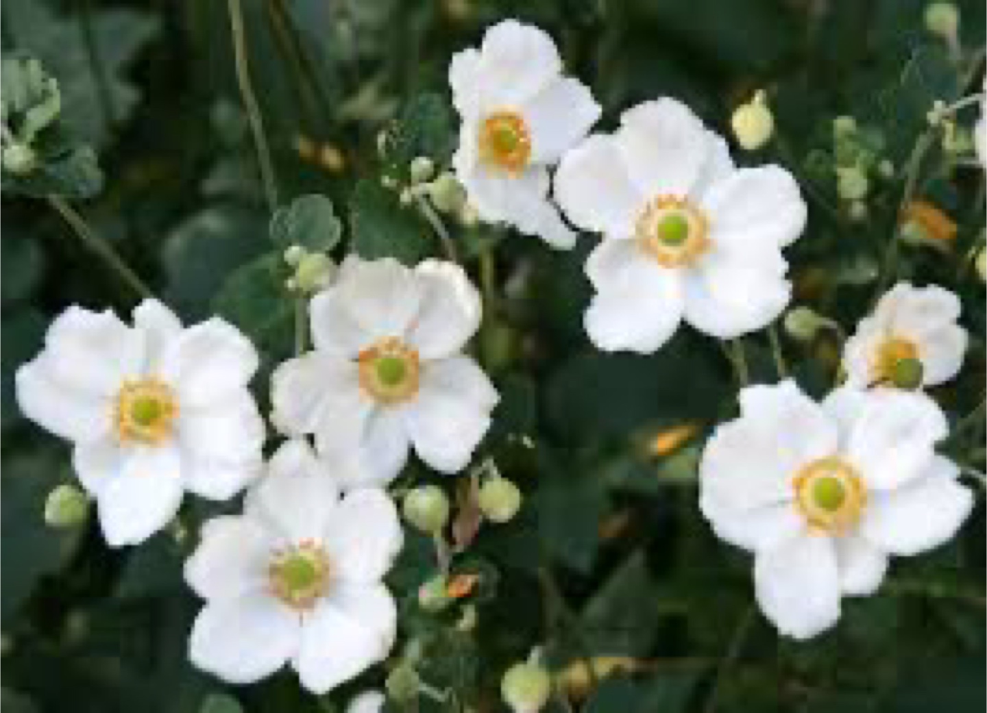 White  Anemones