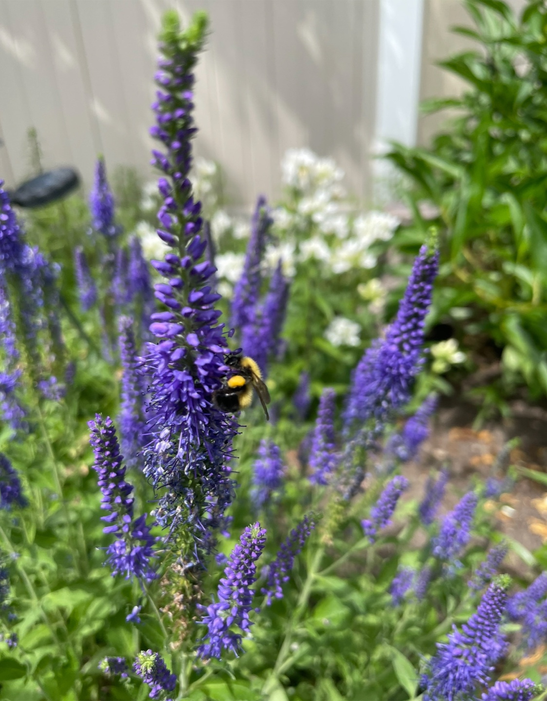 veronica/speedwell -purple