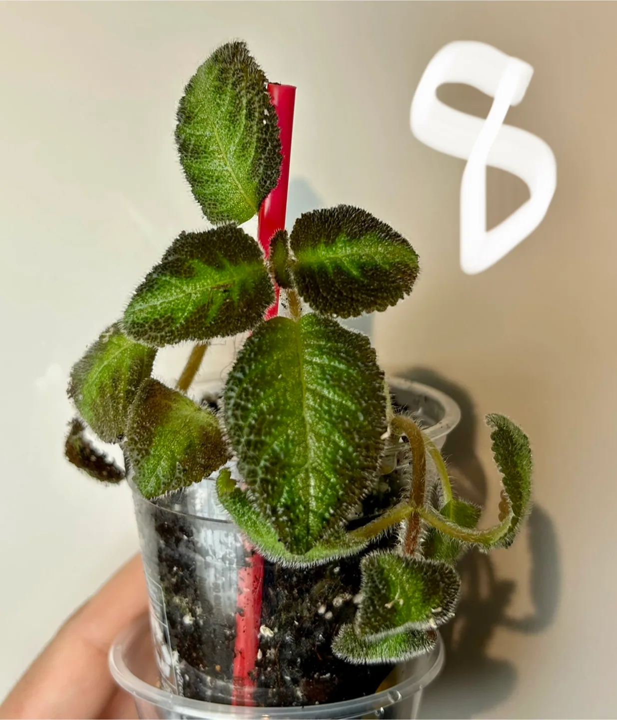 episcia cupreata pink panther or pink image indicator(3)
