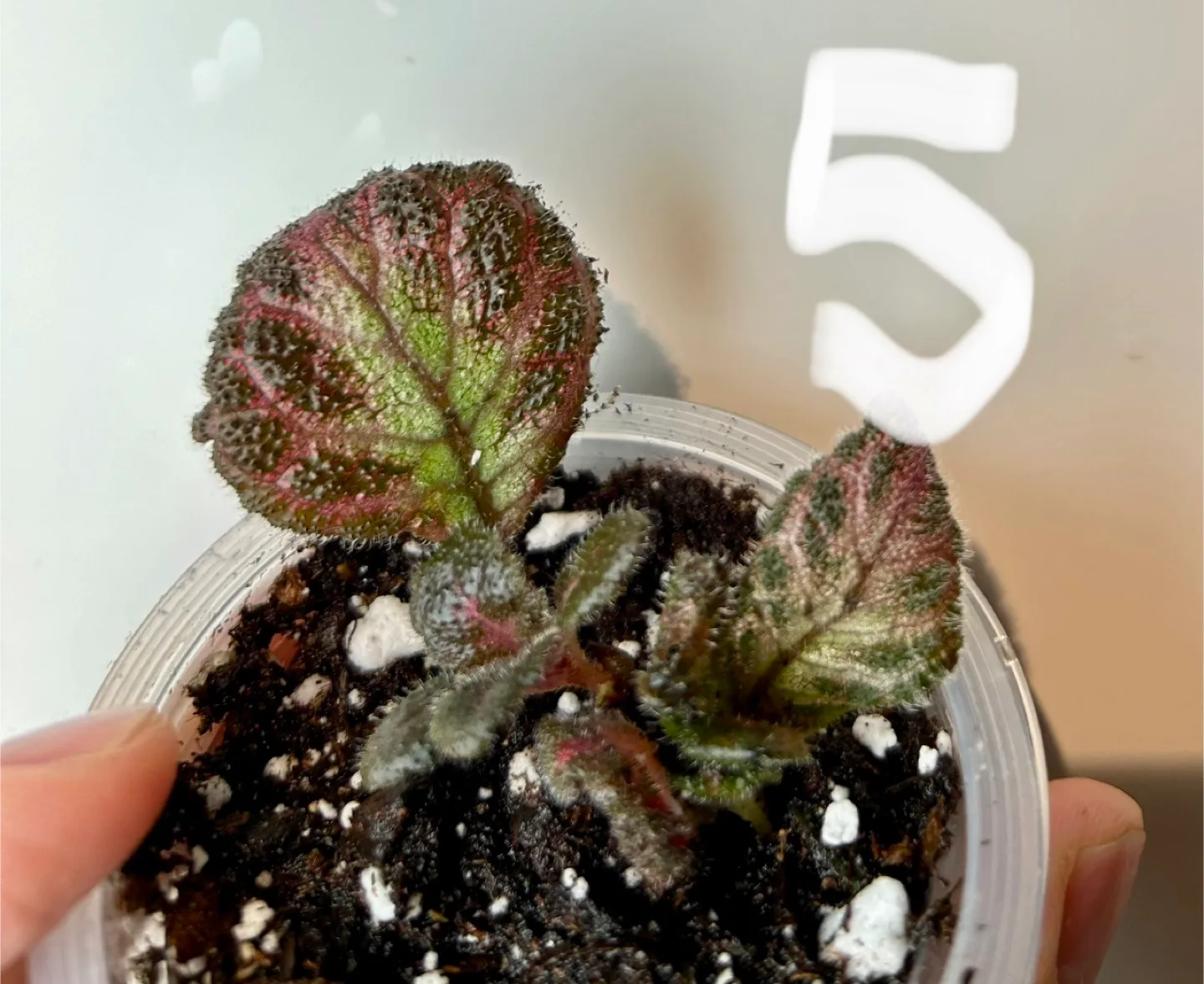 episcia cupreata pink panther or pink image indicator(5)