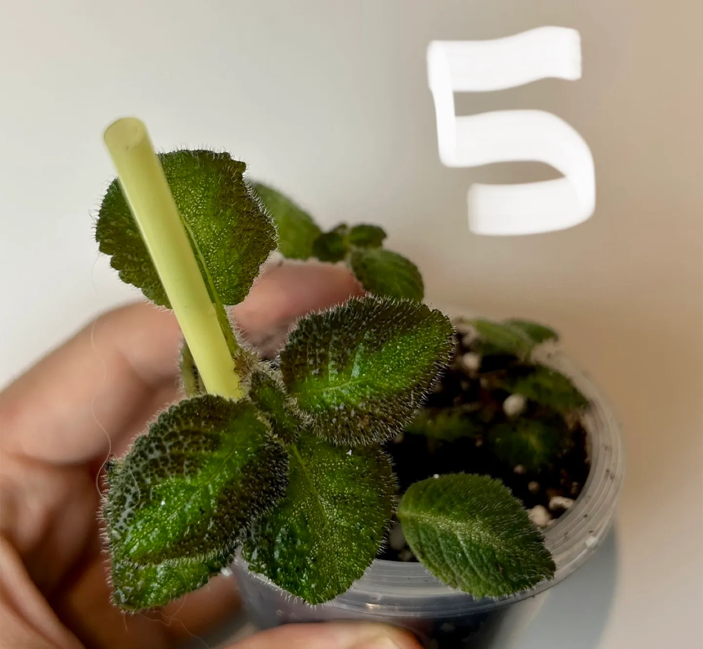 episcia cupreata pink panther or pink image indicator(4)