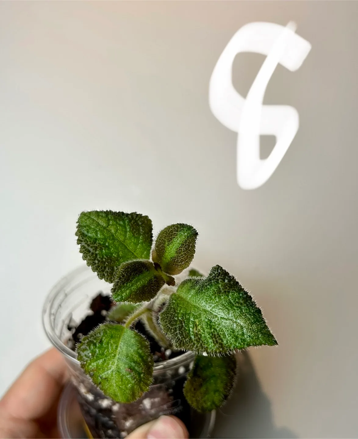 episcia cupreata pink panther or pink image indicator(2)