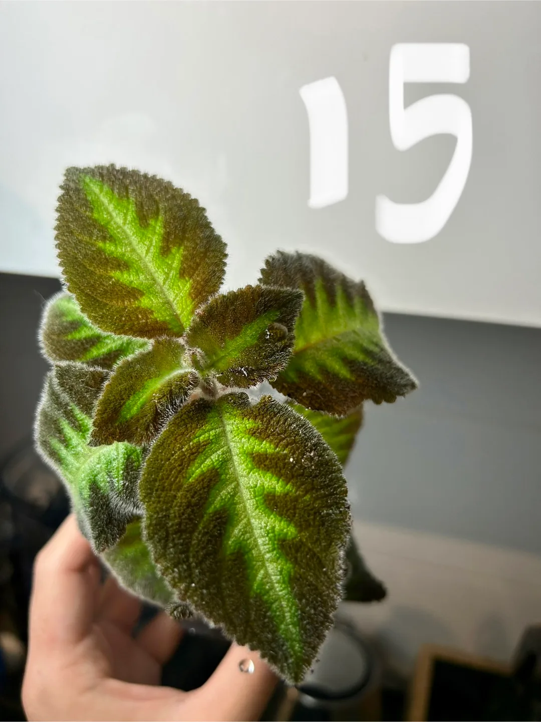 episcia cupreata pink panther or pink thumbnail