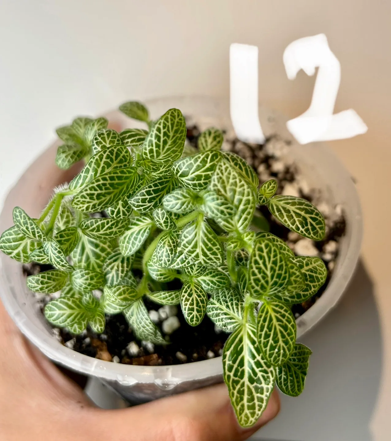 Nerve plant thumbnail