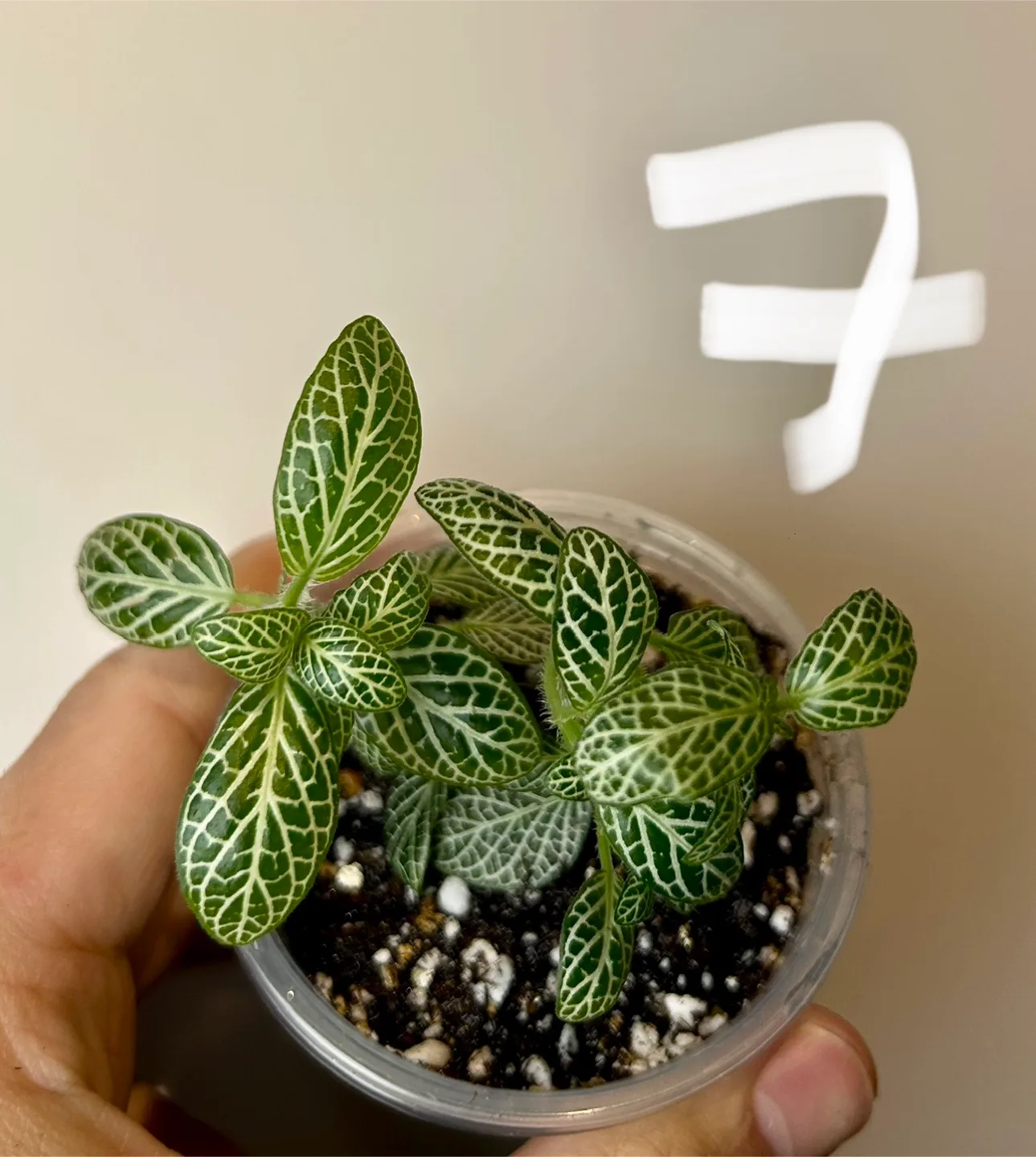 Nerve plant image indicator(2)