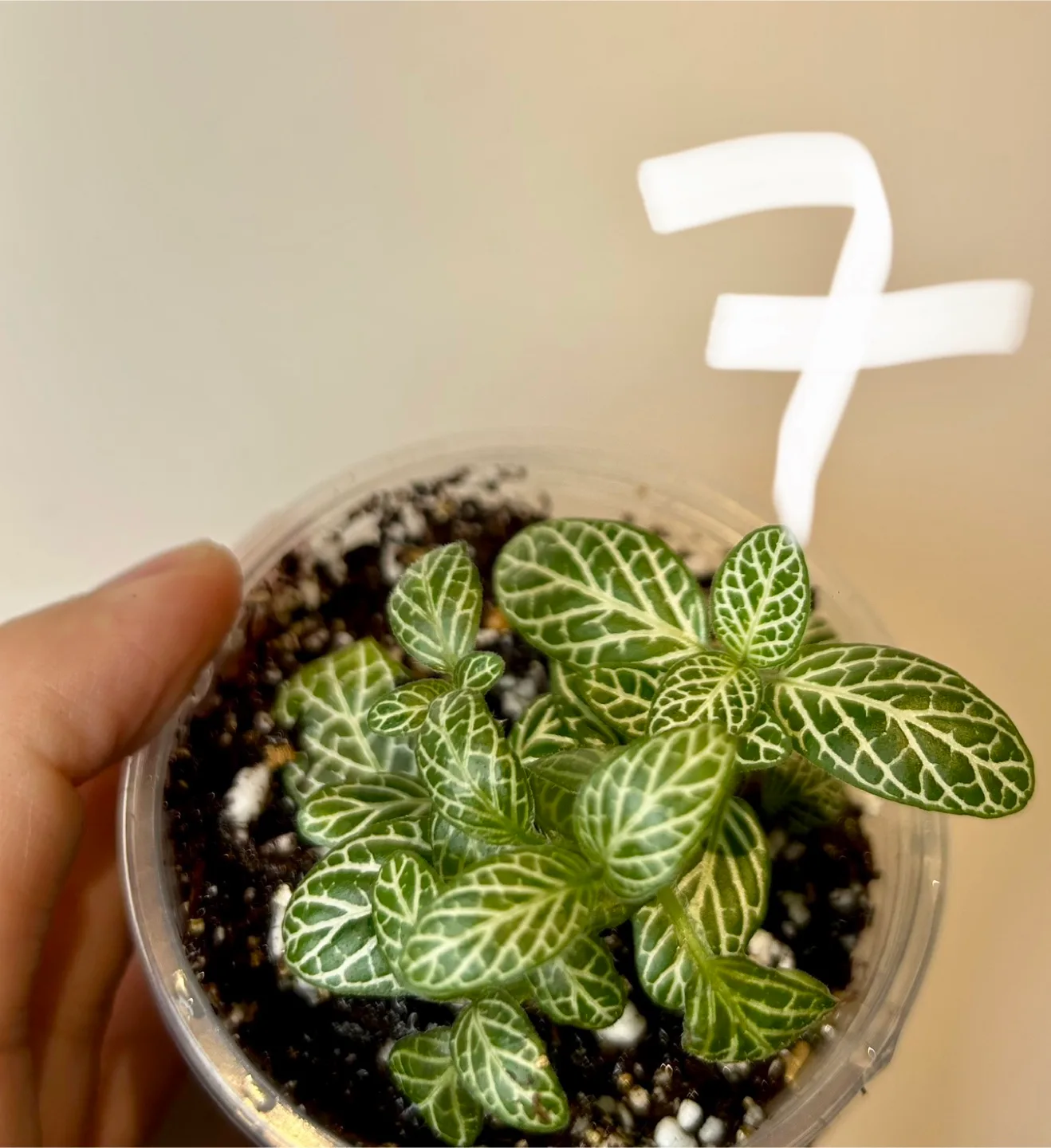 Nerve plant image indicator(3)