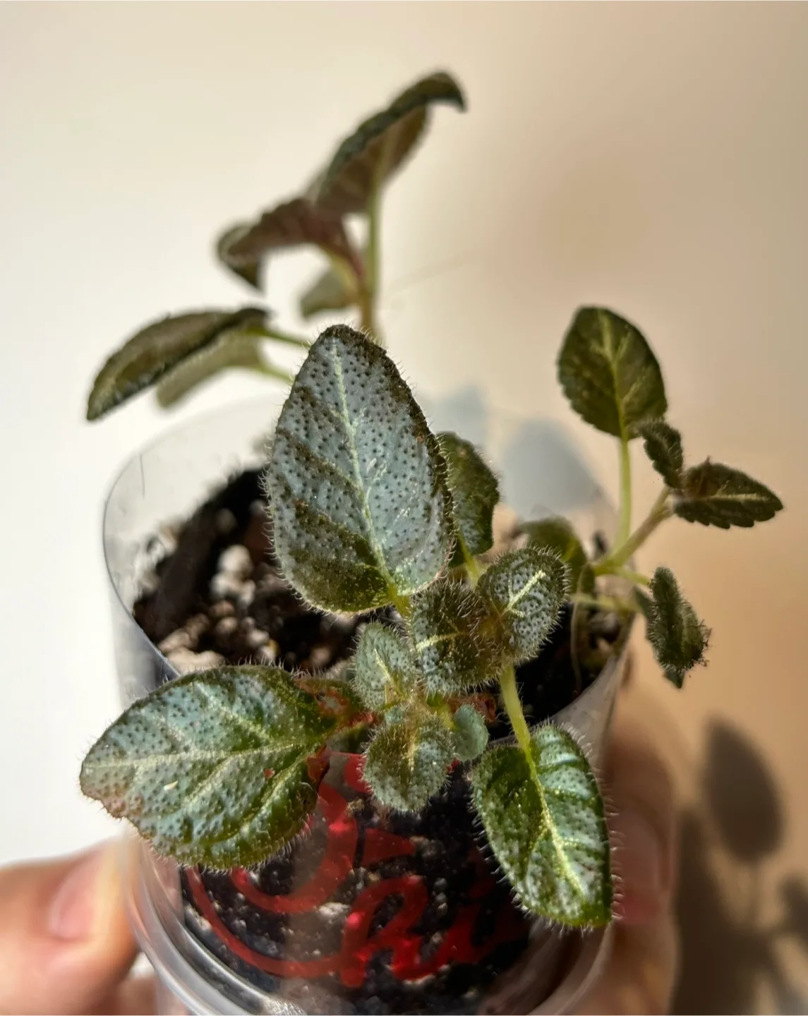 Golden chocolate Episcia image indicator(2)