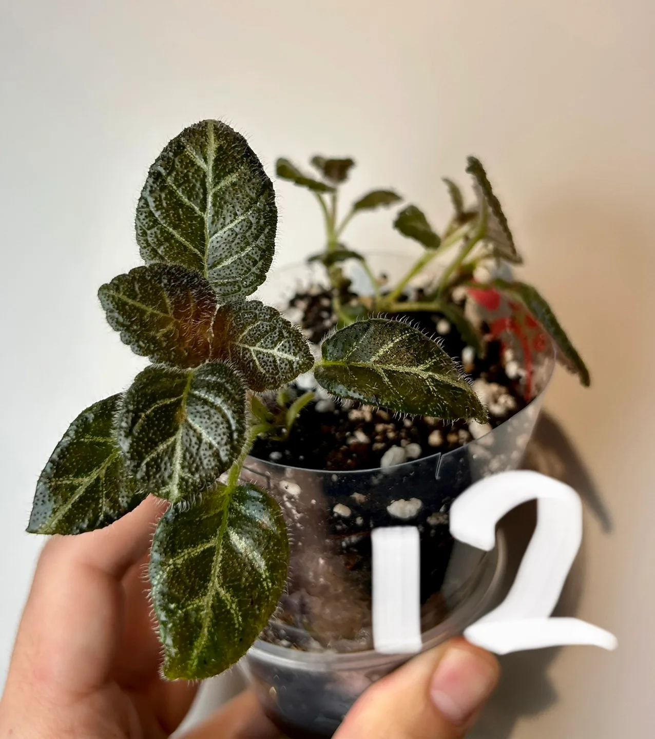 Golden chocolate Episcia thumbnail