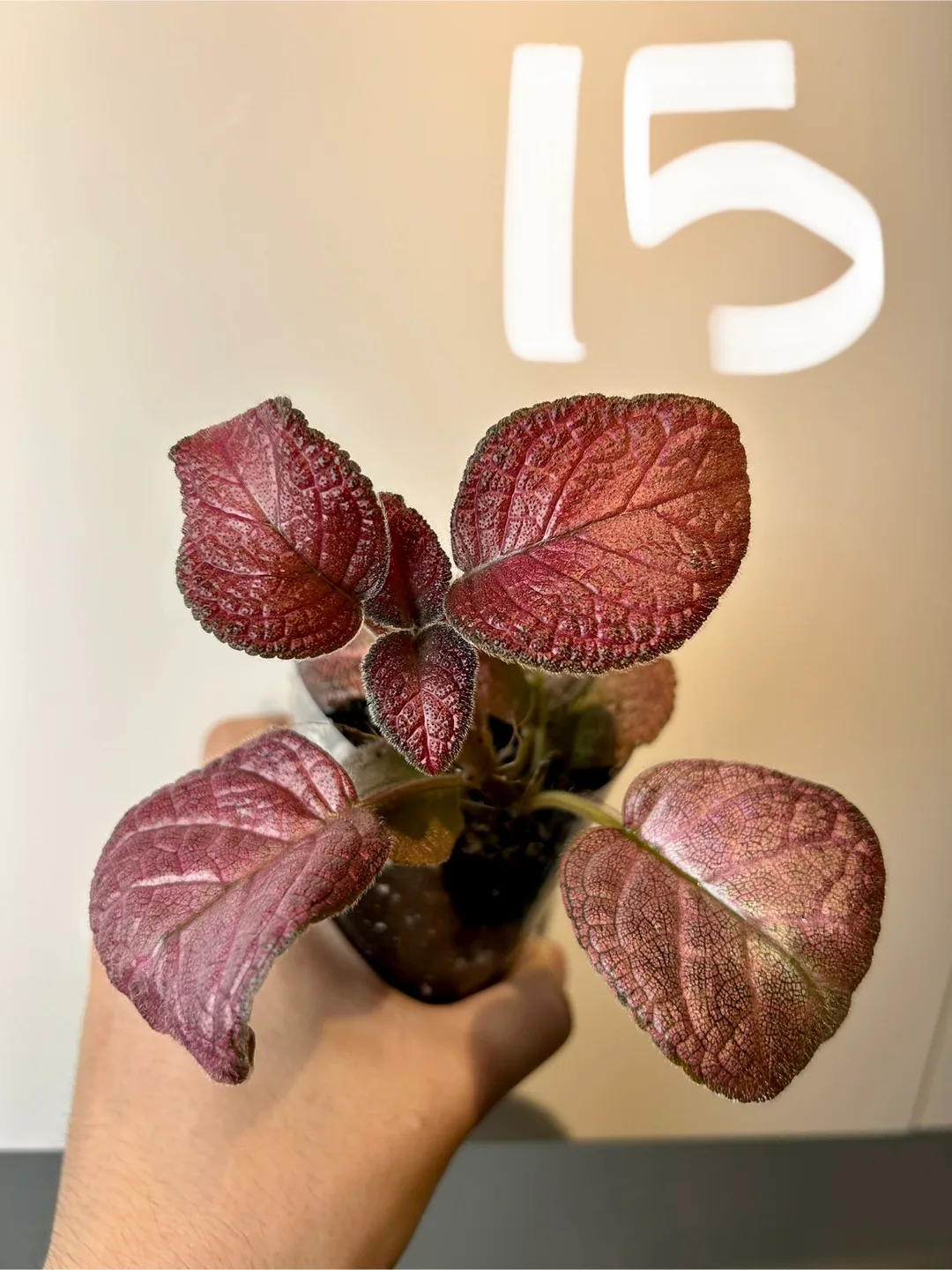 Episcia 'Covered Cherries’ thumbnail