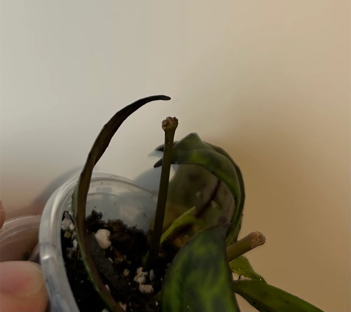 Black pagoda Lipstick plant image indicator(3)