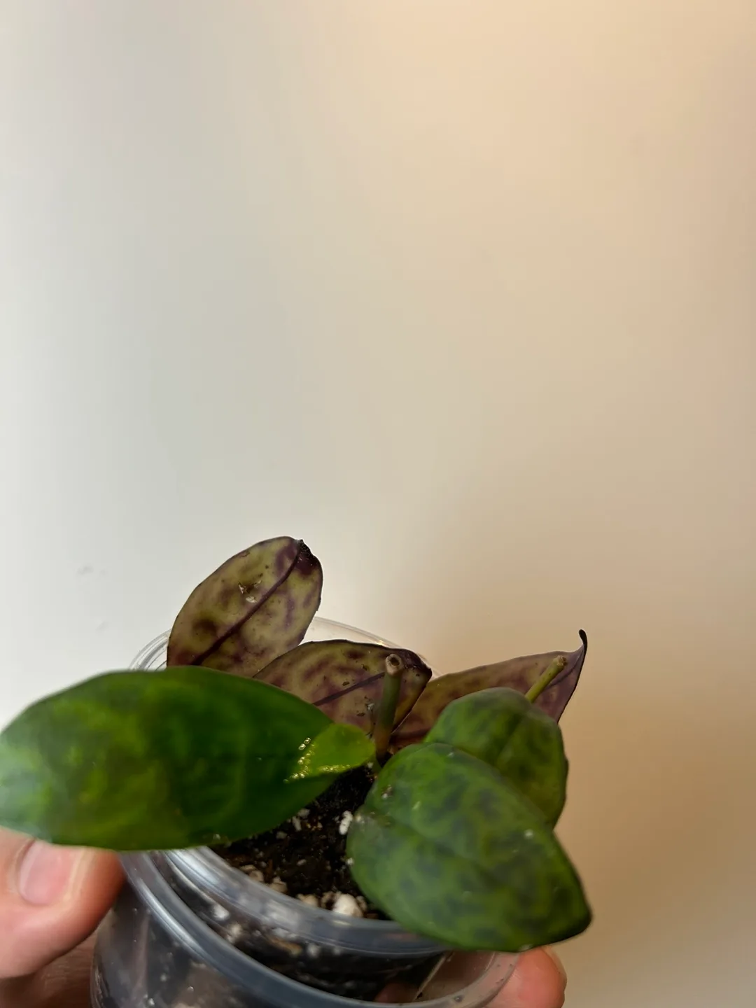 Black pagoda Lipstick plant image indicator(2)