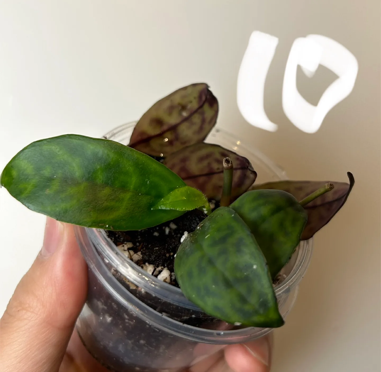 Black pagoda Lipstick plant thumbnail