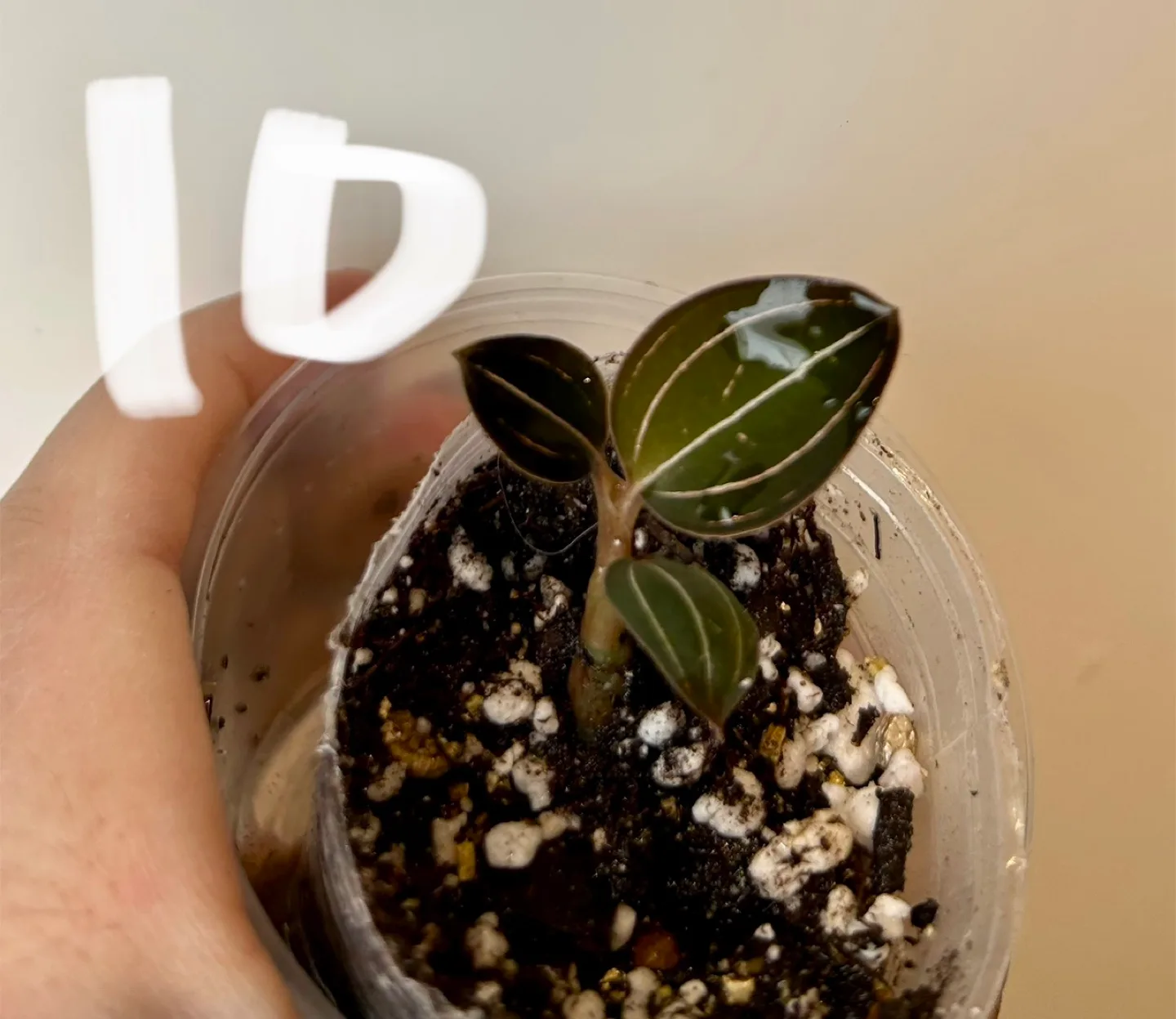 ludisia discolor image indicator(2)