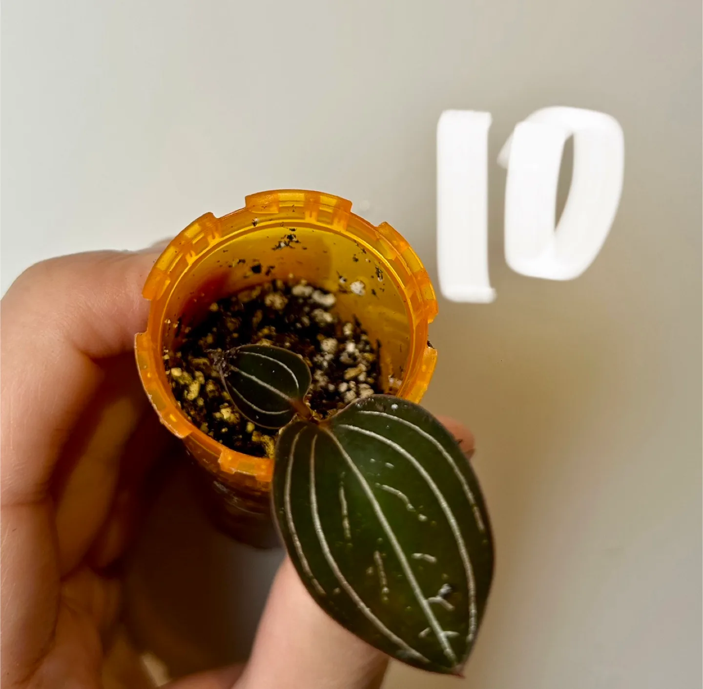 ludisia discolor thumbnail
