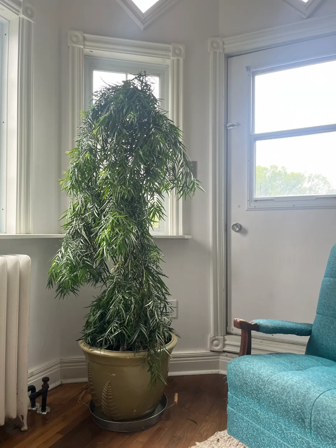 Large Indoor Plant – Podocarpus Gracilior (Weeping Fern Pine) thumbnail