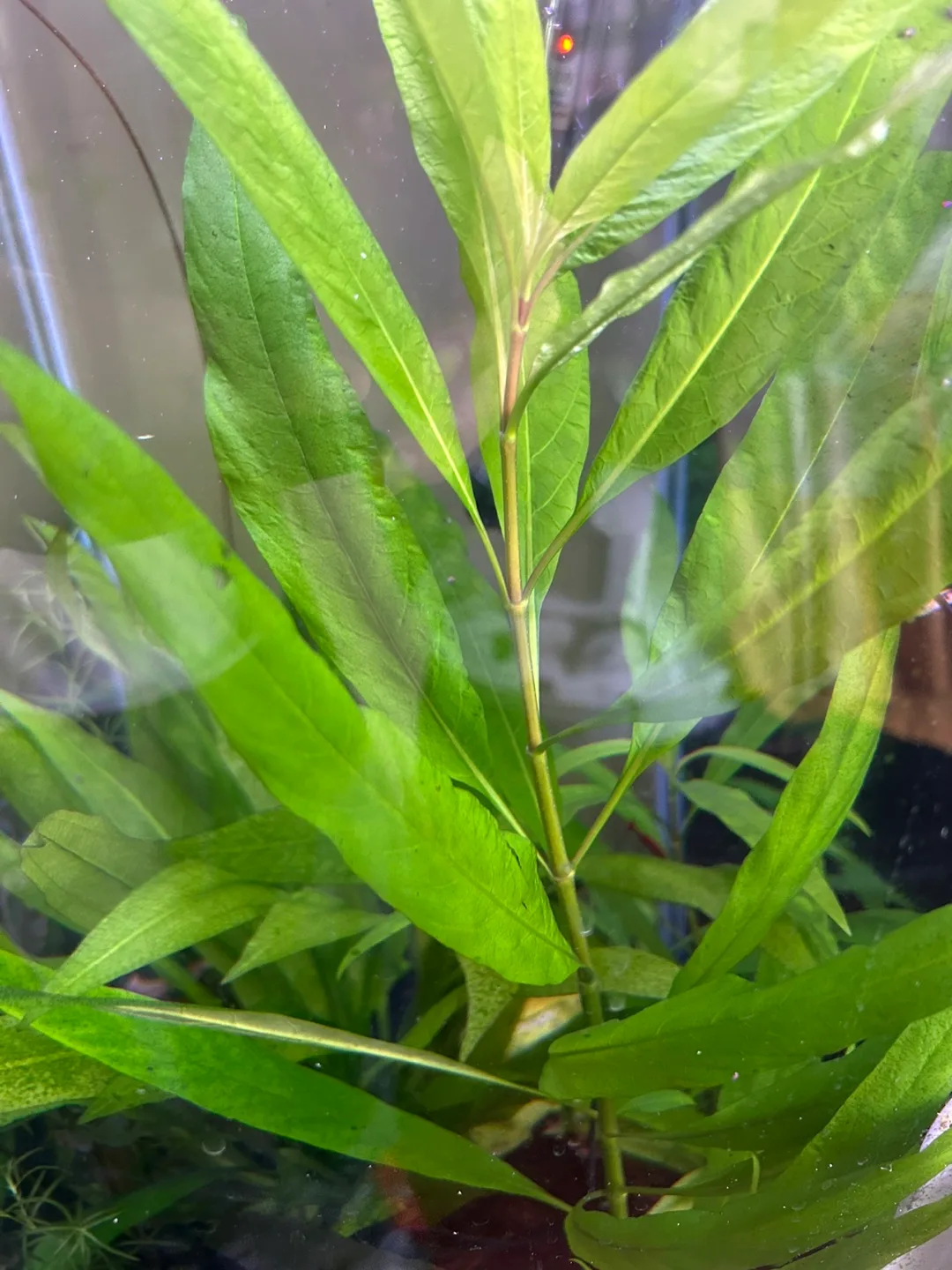 Live Aquarium Plant -  Healthy and Vibrant image indicator(3)