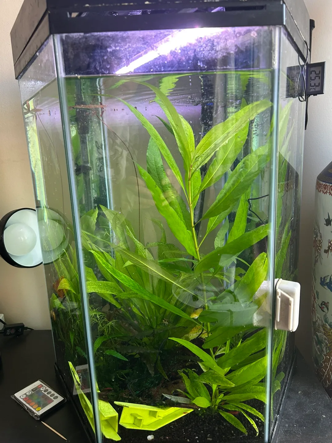 Live Aquarium Plant -  Healthy and Vibrant image indicator(2)