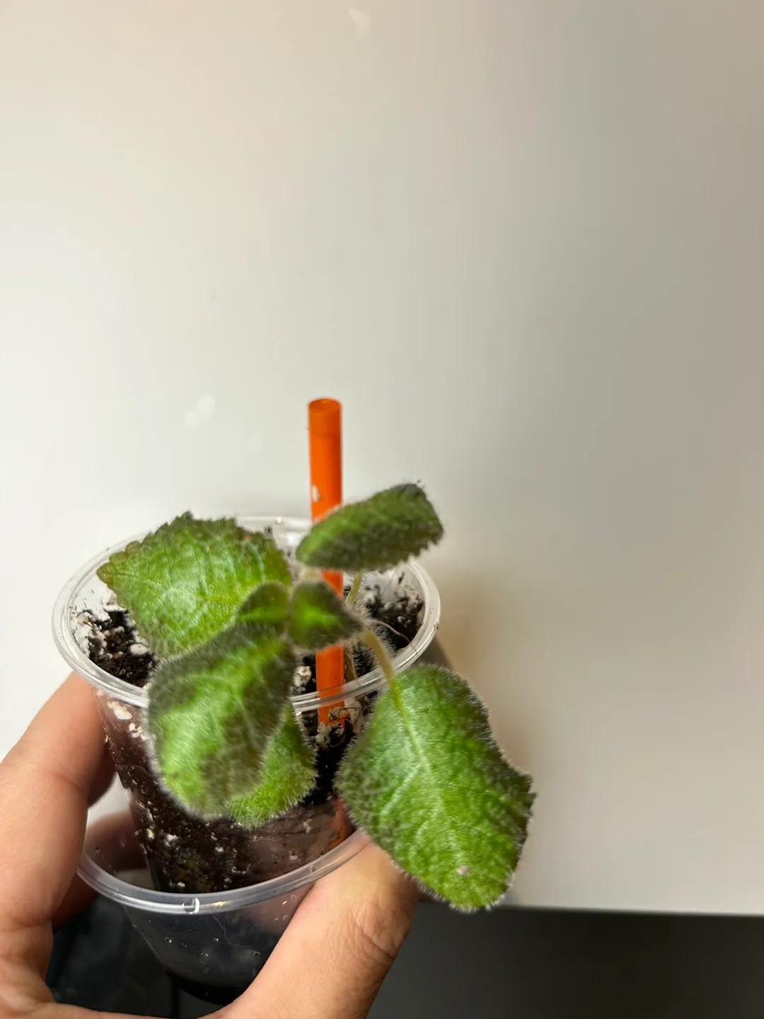 Episcia green or pink  Plant image indicator(3)
