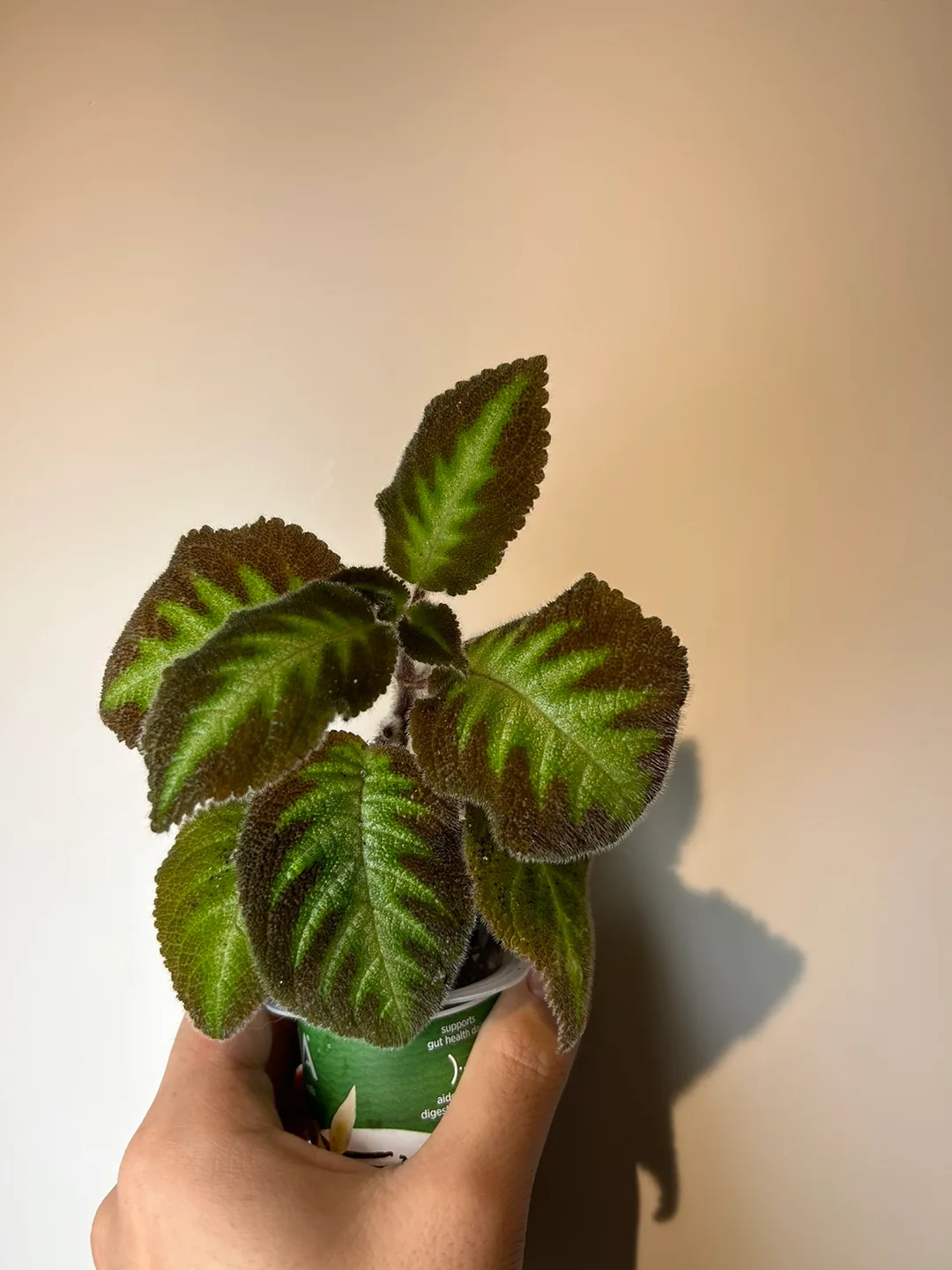 Episcia green or pink  Plant image indicator(2)