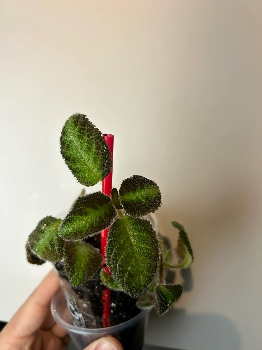 Episcia green or pink  Plant image indicator(5)