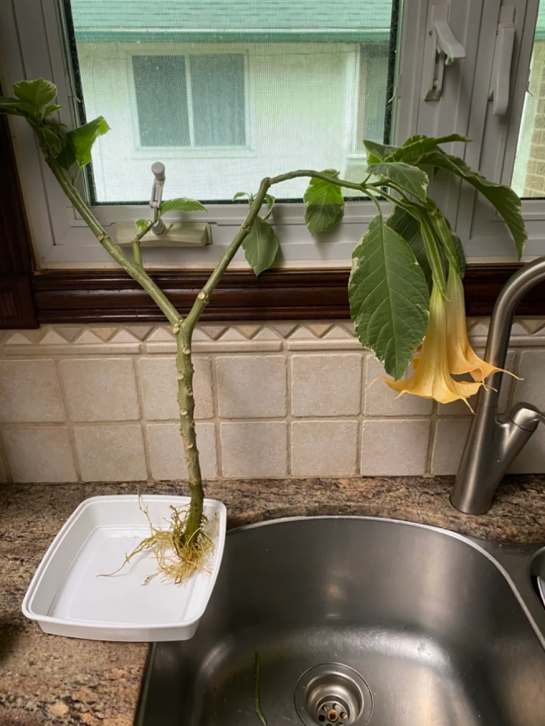Brugmansia  Plant Cuttings image indicator(2)