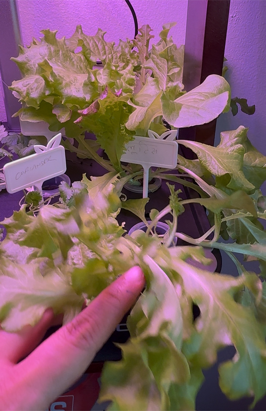 iDOO Smart Hydroponic Growing System - 12 Pods - photo 5